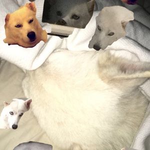 Meet your Posher, Lori